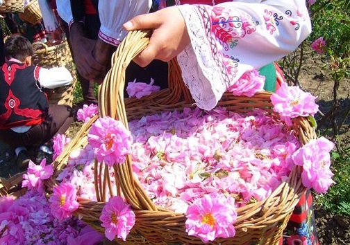 گل کاشان از پژمردگی تا رونق/ وقتی گلاب طعم غیربومی می&zwnj;گیرد