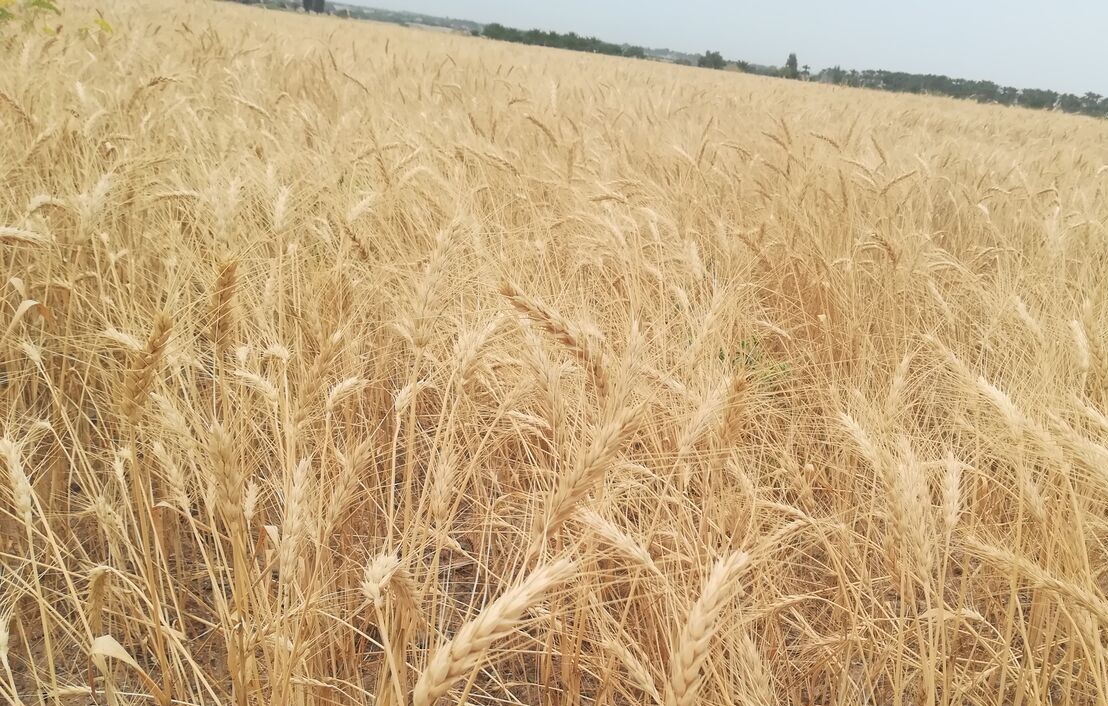 معامله گندم خارج از شبکه رسمی قاچاق است
