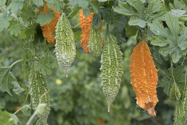 کارلا؛ گیاه ضد دیابت
