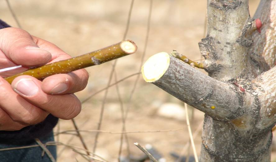 آغاز سرشاخه کاری درختان گردو در  استان مرکزی