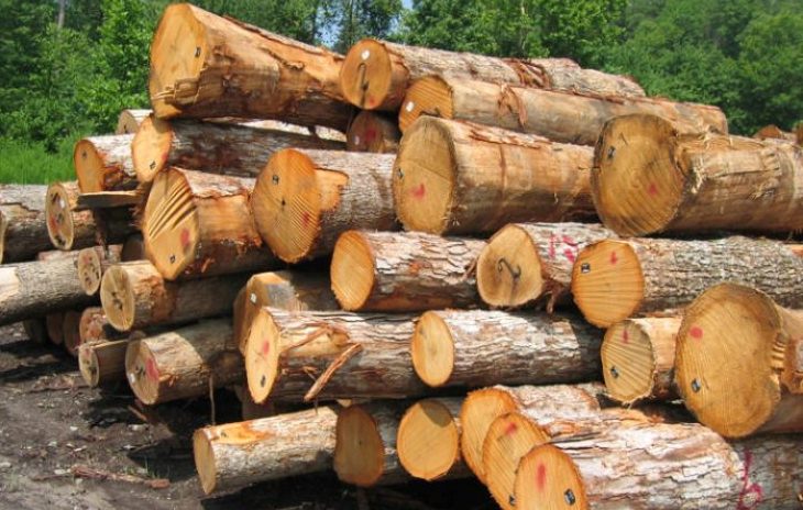 کشف ۱۰۰ اصله درخت جنگلی قطع شده در کلیبر