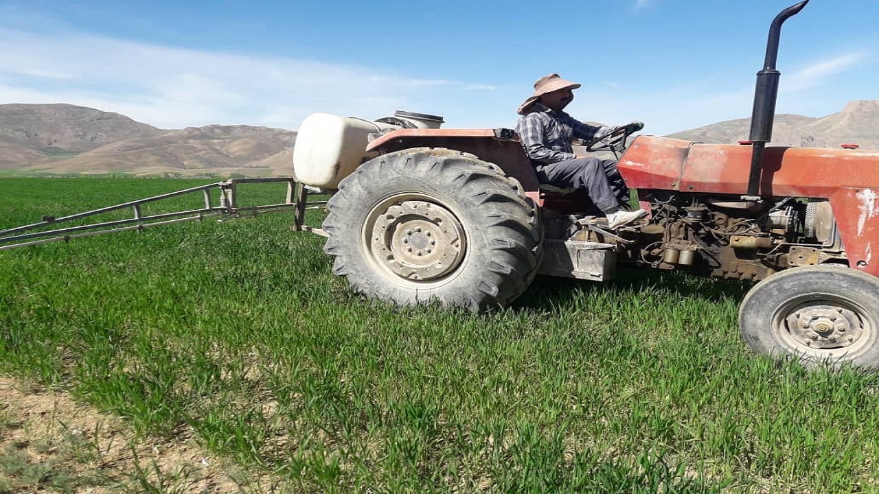 اجرای طرح کنترل و مبارزه شیمیایی در مزارع گندم و جو