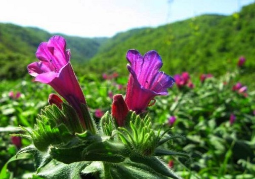 گیاهان دارویی، ارمغانی از دل طبیعت خوزستان که ارزآوری می کنند