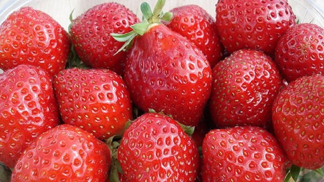 فواید حفاظتی مصرف توت و چای در برابر آلزایمر