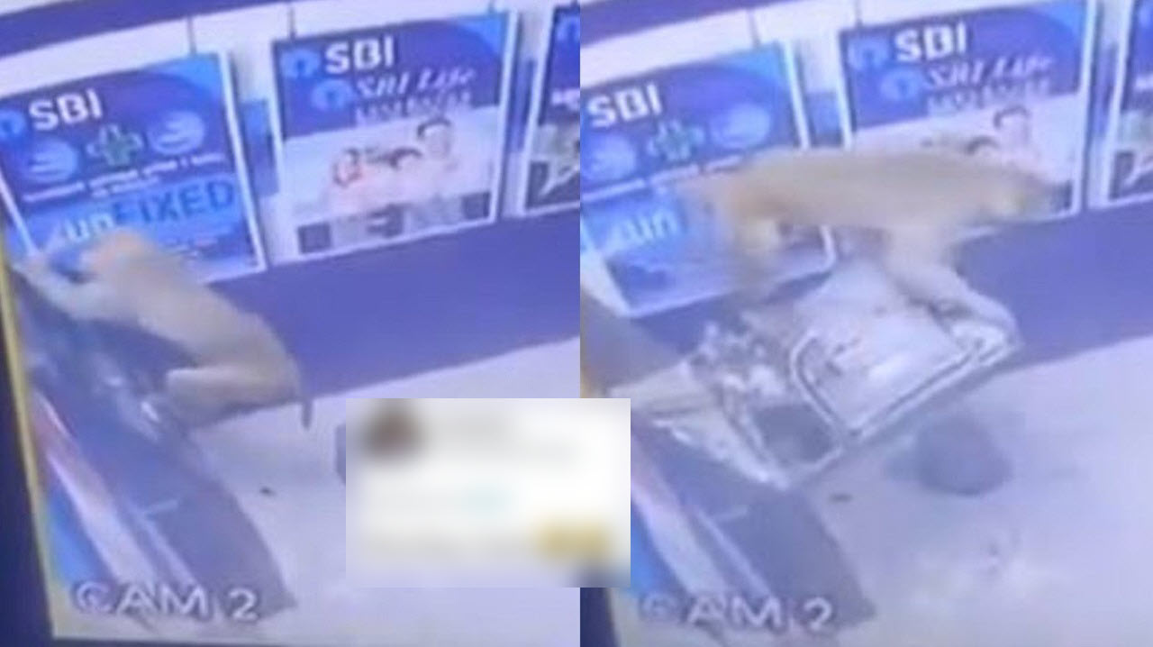 تلاش عجیب میمون برای سرقت از خودپرداز بانک!