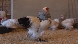 فراری دادن سگ توسط خروس بی اعصاب + فیلم