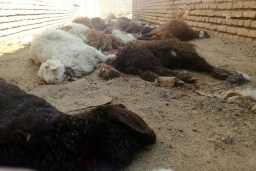 تلف شدن ۱۲ راس بره در آتش سوزی سیاه چادر در چرداول
