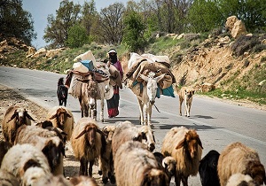عشایر شوشتر راهی مناطق ییلاقی شدند