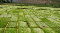 نشا کاری در مازندران