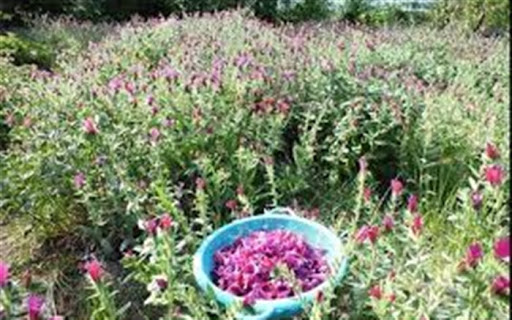 برداشت گل گاوزبان در سیرجان