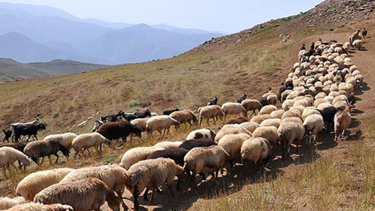 صدور ۲۰۷ پروانه چرای الکترونیکی برای مرتعداران