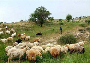 تولید آدامس؛ از کردستان تا بازارهای جهانی + فیلم
