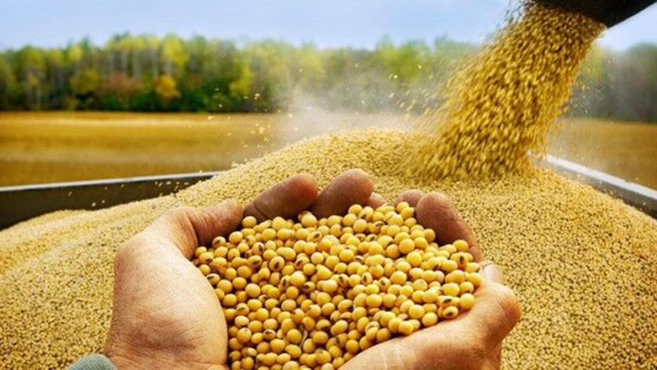 آمادگی کارگزاری ها برای توزیع بذر سویا  بین کشاورزان گلستانی