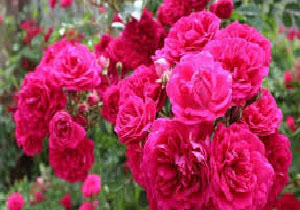 کشت گل محمدی برای دومین سال پیاپی در مهاباد