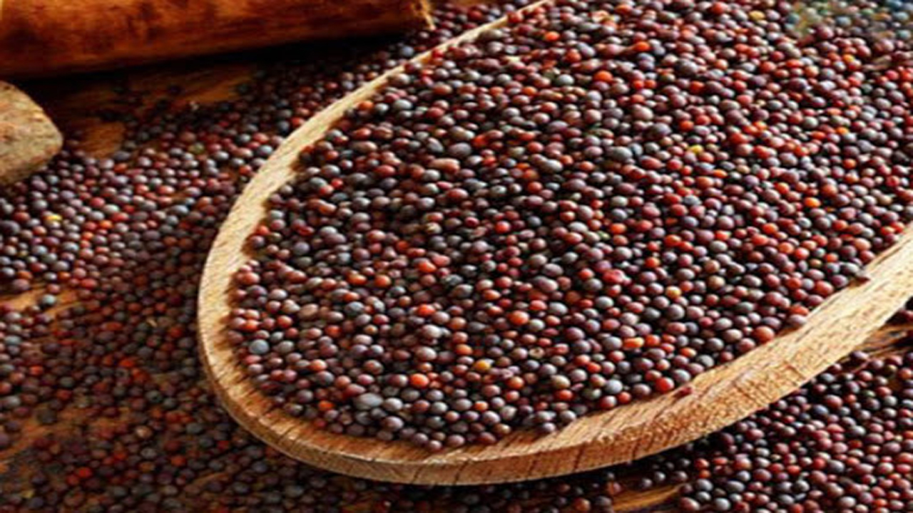 خریداری نخستین محموله کلزا در مازندران
