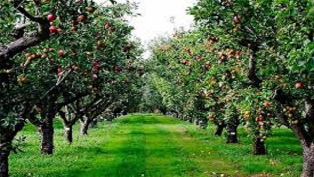 ۵۰ هکتار به باغات تبریز اضافه می‌کنیم