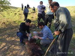 تلفات ۱۰۸ رأس گوسفند عشایری ناشی از مسمومیت در شهرستان اسدآباد