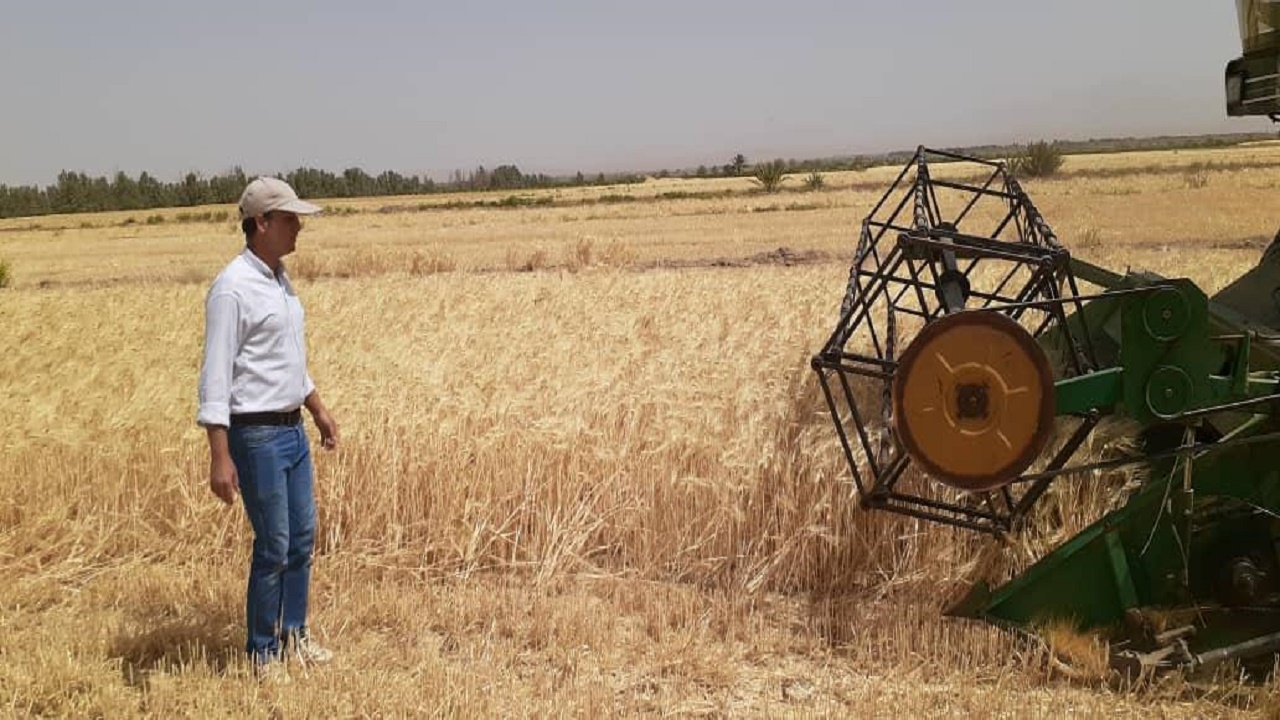 آغاز برداشت مکانیزه جو در نایین