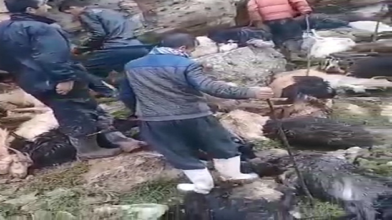 از سرقت از خودروی چری تیگو ۵ در تهران تا اتلاش یک کلاغ برای کندن آرم پژو پارس! + فیلم و تصاویر