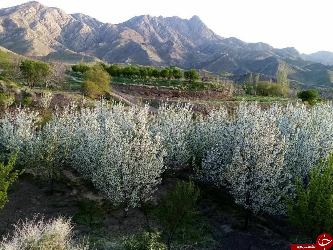 تصاویری از بهار