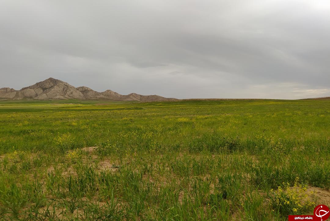 تصاویری از طبیعت بهاری در تربت حیدریه