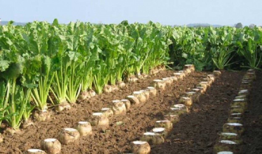 پیش بینی برداشت  ۱۸هزارتن چغندرقند در سرپل ذهاب