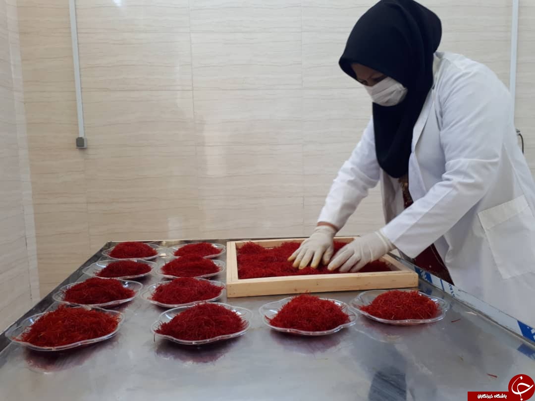 طلای اقتصاد کرمانشاه از دل خاک جوانه می زند