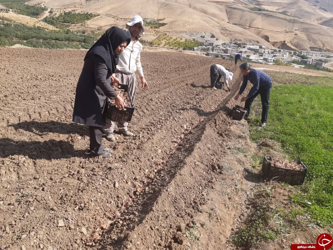 طلای اقتصاد کرمانشاه از دل خاک جوانه می زند
