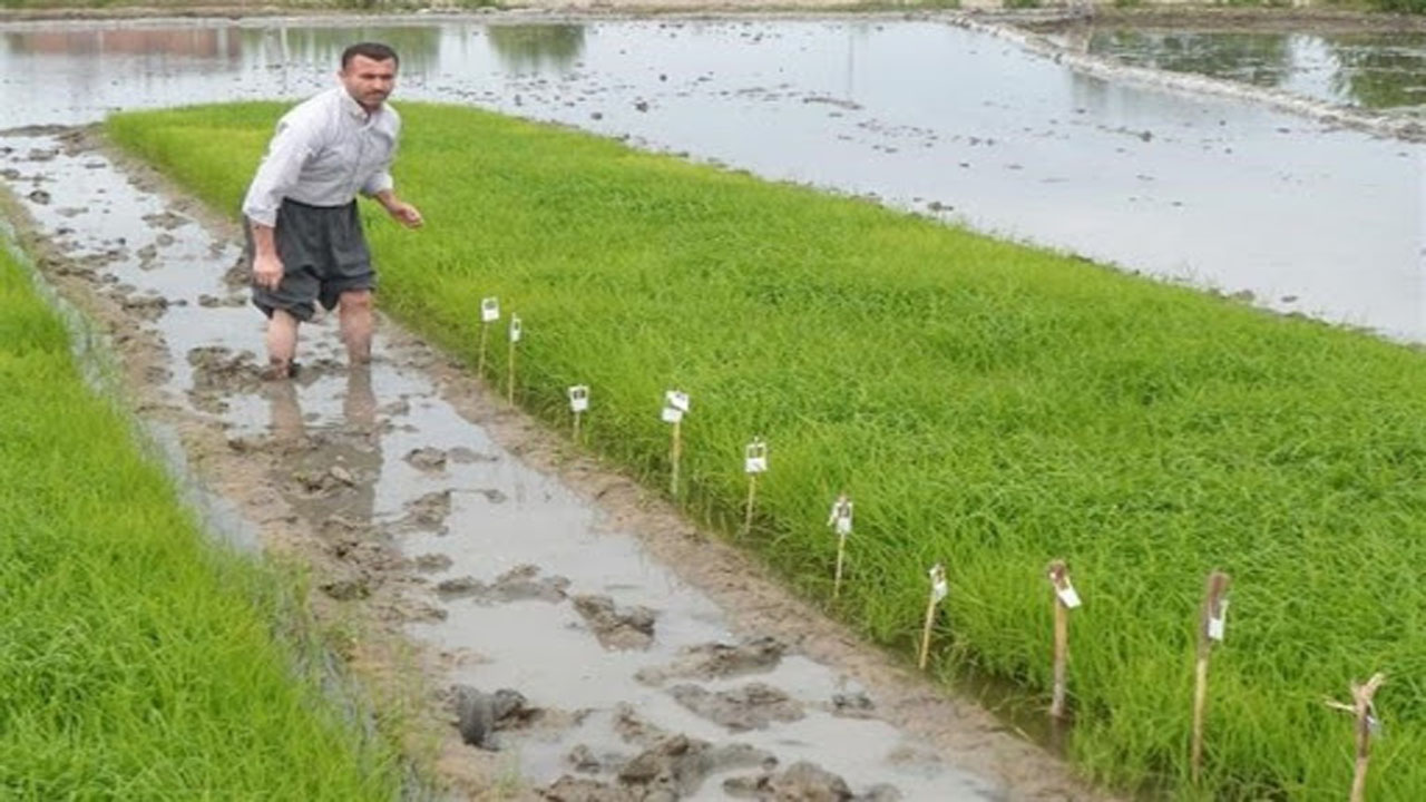 ساقه خوار برنج، تهدیدی برای برنجکاران