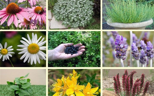 ۲۵ هزار هکتار زمین زیر سطح کشت گیاهان دارویی