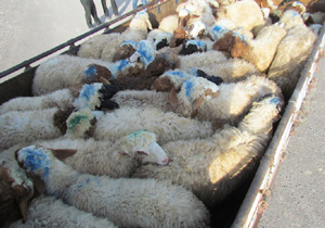 کشف ۱۴۰ راس دام قاچاق در حاجی آباد