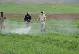 علف های هرز مزارع البرز بر باد رفت