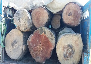 کشف ۱۰ تن چوب فاقد مجوز در سروآباد