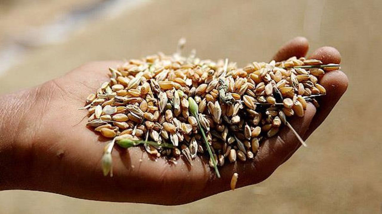 صدور کیفرخواست پرونده گندم‌های آلوده گنبدکاووس/ متهمان با قرار وثیقه آزاد شدند