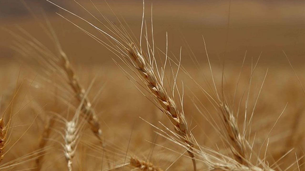 آمادگی ۴ مرکز خرید تضمینی برای محصولات کشاورزی در شهرستان ترکمن