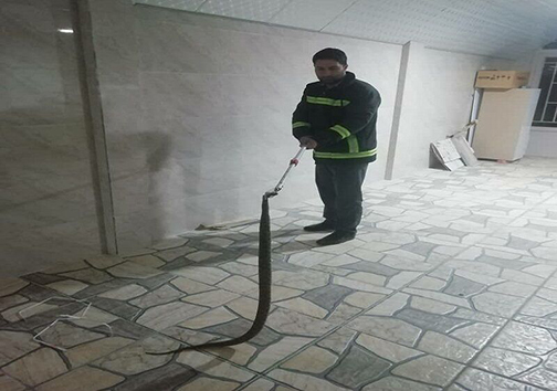 به دام انداختن مار سمی در یکی از منازل مهاباد