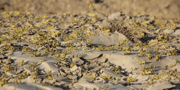 کمبود تجهیزات برای مقابله با ملخ صحرایی