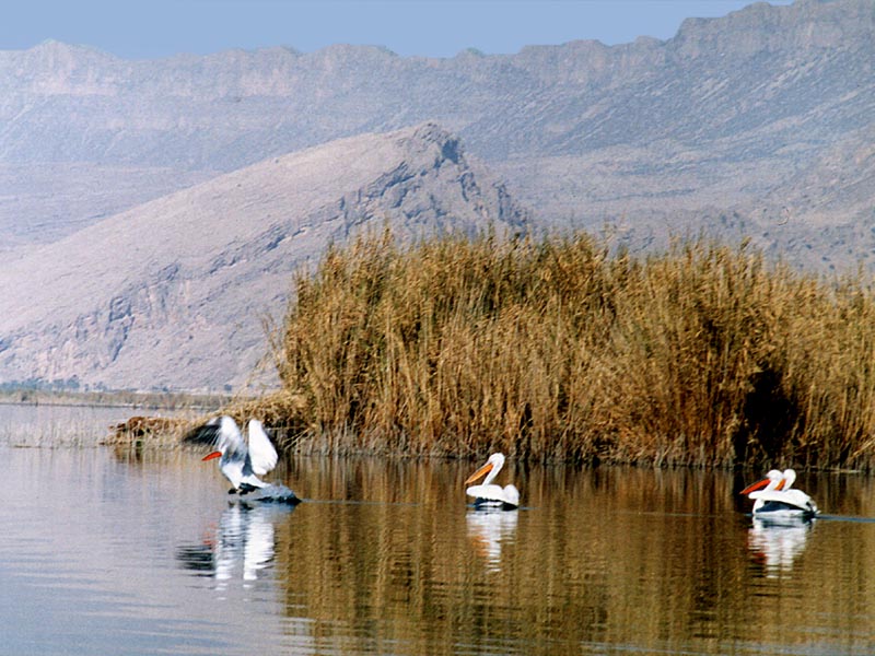 چرا هنوز برخی از تالاب&zwnj;ها احیا نشدند؟