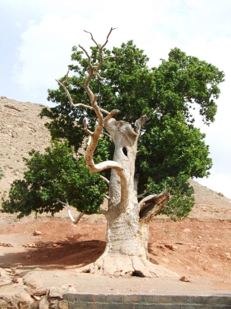 سفری مجازی به شهرستان زاوه