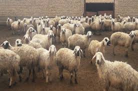 بیماری طاعون نشخوارکنندگان کوچک سوغات قاچاقچیان دام