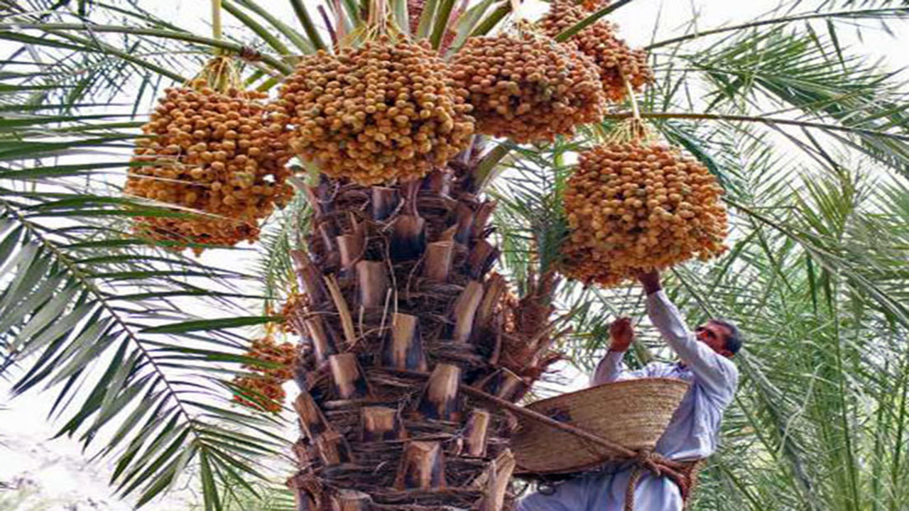 کام تلخ نخل‌داران از خرماهای تلنبار شده در سردخانه‌ها/ راهکار چیست؟