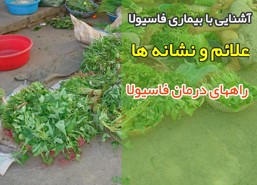 دانشگاه علوم پزشکی گیلان در خصوص فاسیولا هشدار داد