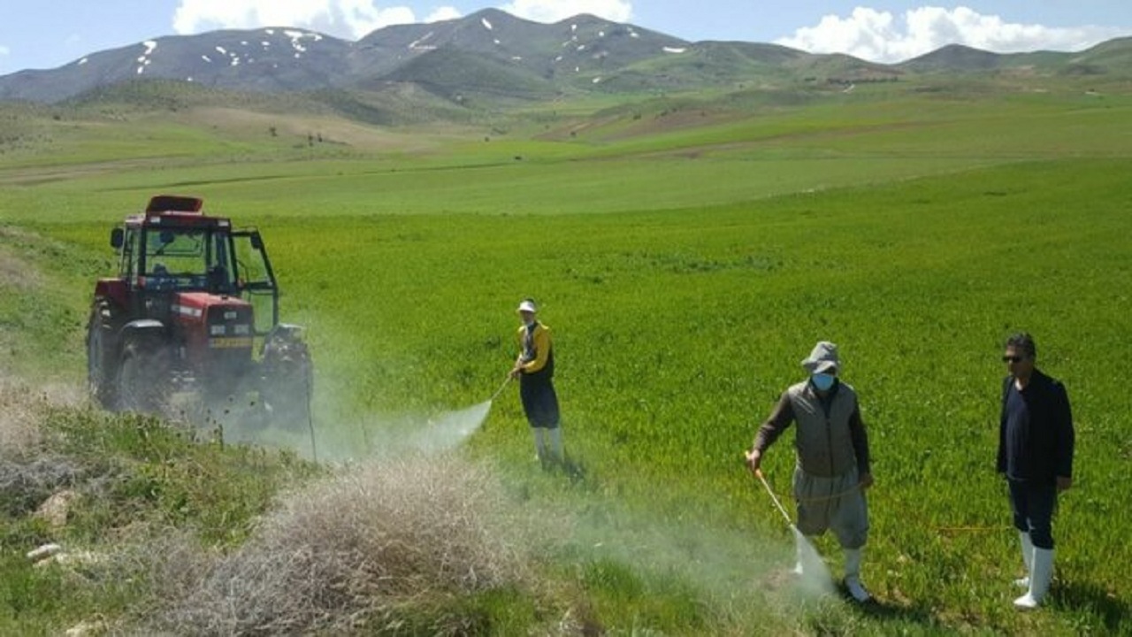 مبارزه با آفت سن غلات در سطح ۸۶ هزار هکتاراز مزارع غلات آذربایجان غربی