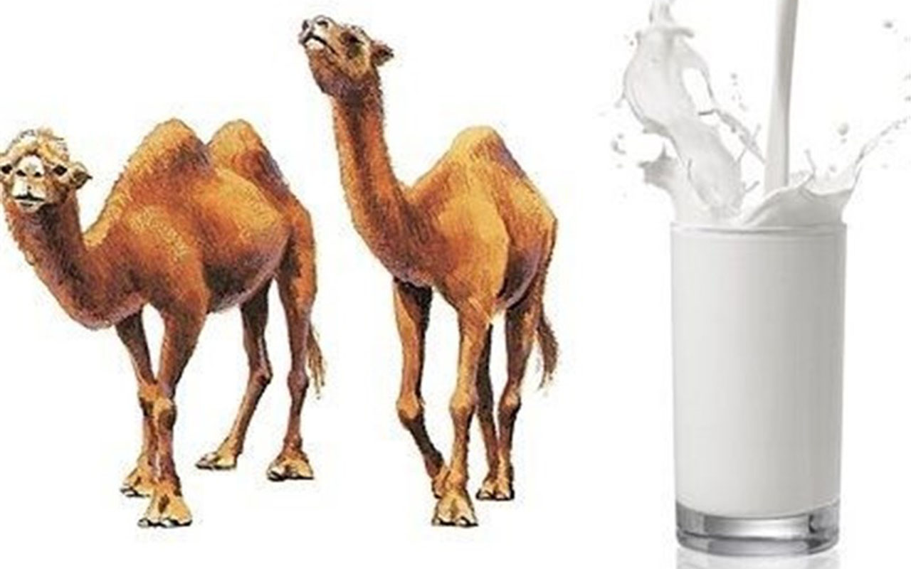 تولید بیش هزار و ۷۰۰ تن شیر شتر در گلستان