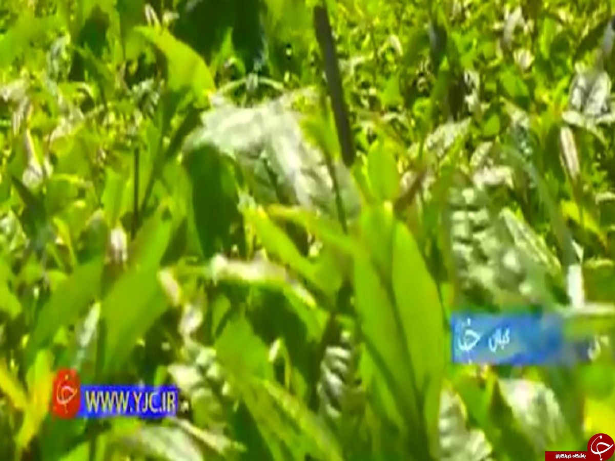 شروع برداشت برگ سبز پرمصرف‌ترین نوشیدنی ایرانی +فیلم