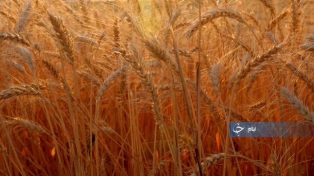 از انگیزه مضاعف یک جوان در رشته کراس فیت تا شیوع ویروس کرونا کمکی بزرگ برای حفظ طبیعت + فیلم از انگیزه مضاعف یک جوان در رشته کراس فیت تا شیوع ویروس کرونا کمکی بزرگ برای حفظ طبیعت + فیلم