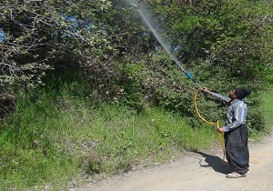 آغاز عملیات پایش در سطح ۲۲۰ هزار هکتار ازجنگل‌های کردستان