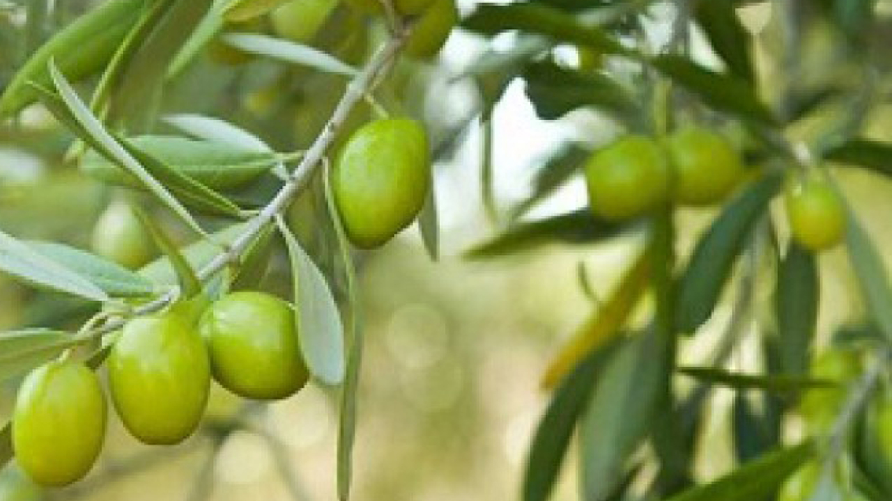 اجرای عملیات پیوند درختان زیتون دربرخی شهرستان های گلستان