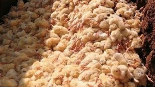 نتیجه رسیدگی به پرونده جوجه کُشی چه می شود؟