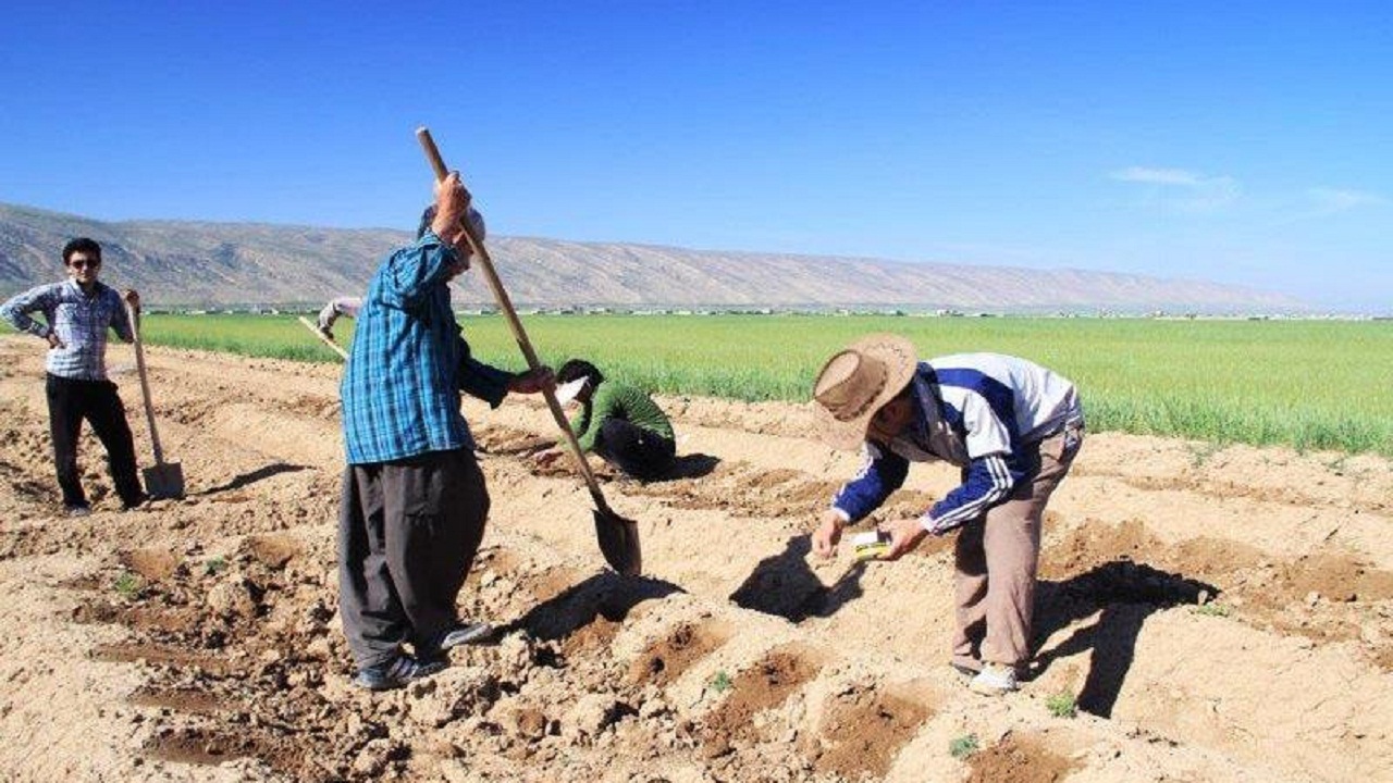 کاهش وسعت کشت گیاهان آب‌بر در استان سمنان